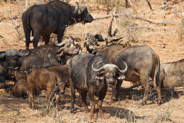 Buffalo Animaux Herbivores Faune — Photo