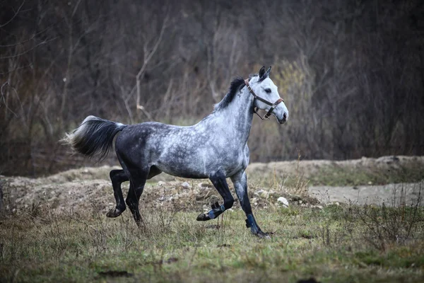 Färgbild Grå Häst Springande — Stockfoto