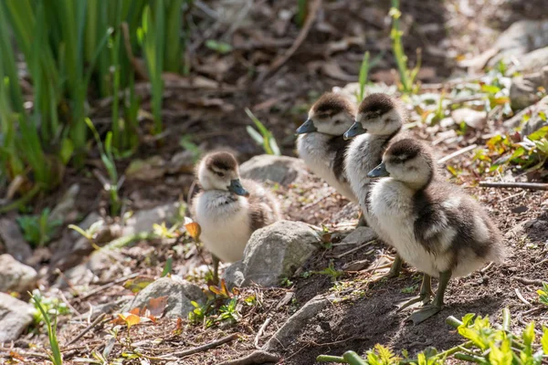 Closeup View Cute Little Ducklings — Stock Photo, Image