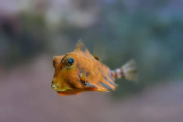 Carta Parati Tema Marino Scatto Luce Del Giorno — Foto Stock