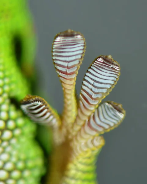 Tropik Bir Bitkinin Yakınında — Stok fotoğraf