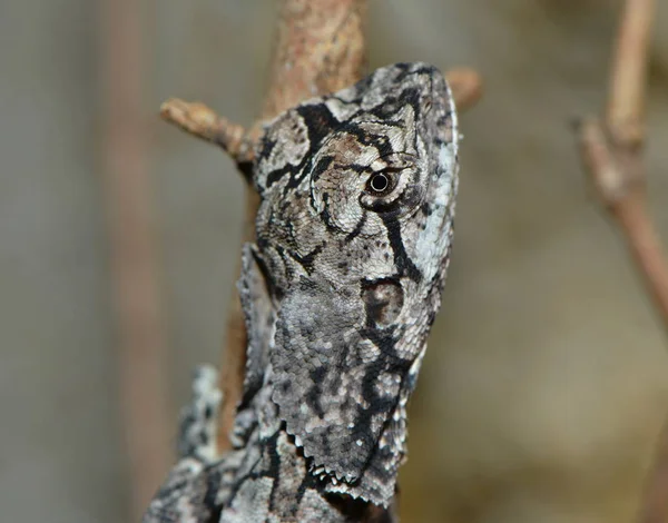 Vista Cerca Los Insectos Naturaleza — Foto de Stock