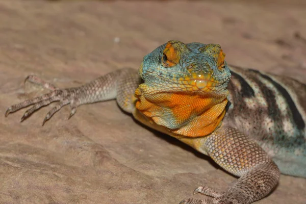 Eksoottinen Eläin Iguaanilisko — kuvapankkivalokuva