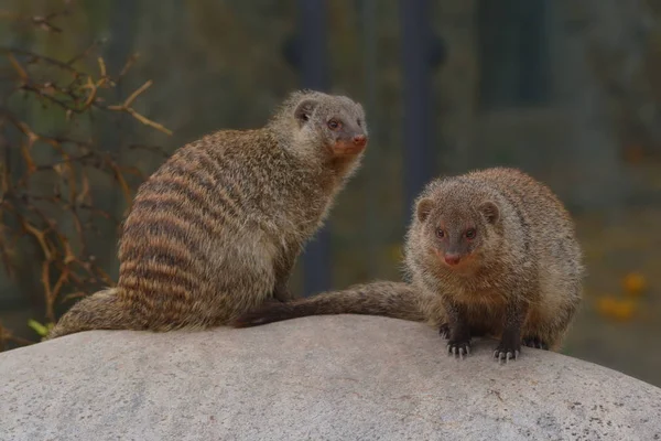 Closeup of animal at zoo