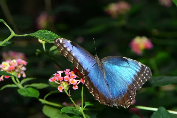 Закрытие Бабочки Естественной Среде Обитания Дикая Концепция — стоковое фото