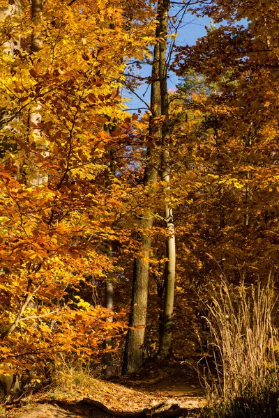 Ярко Окрашенные Листья Лесу Стоковая Картинка