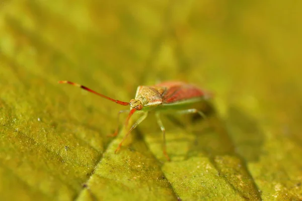 Gros Plan Bug Nature Sauvage — Photo