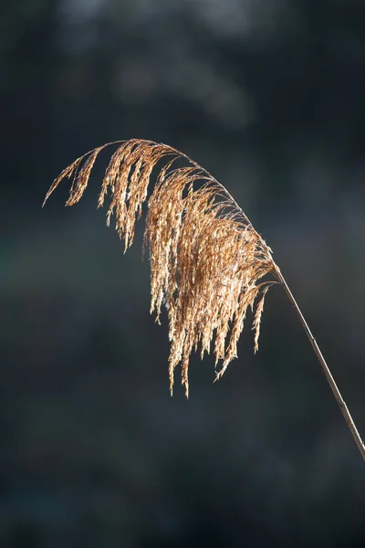 Vass Gräs Bakgrundsbelysning — Stockfoto