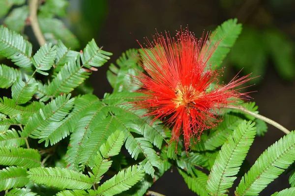 Bellissimi Fiori Sfondo Concetto Floreale — Foto Stock