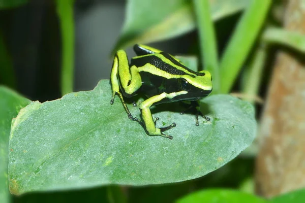 Rana Animal Estanque Anfibios — Foto de Stock