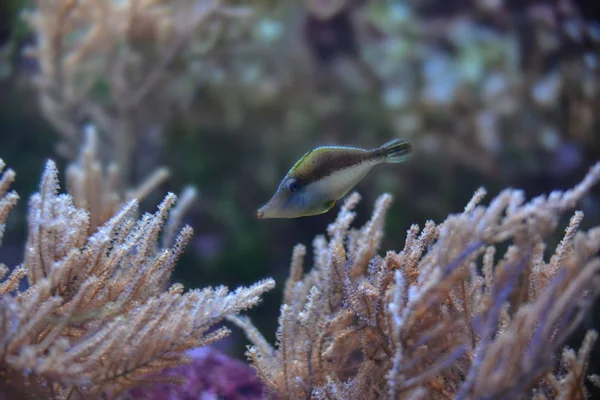 Variété Couleur Dans Pacifique — Photo