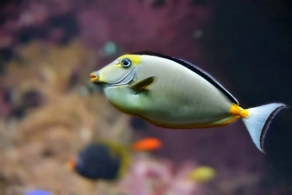 Farbvielfalt Pazifik — Stockfoto