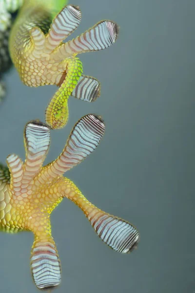 Fondo Pantalla Tema Marino Tiro Bajo Agua — Foto de Stock