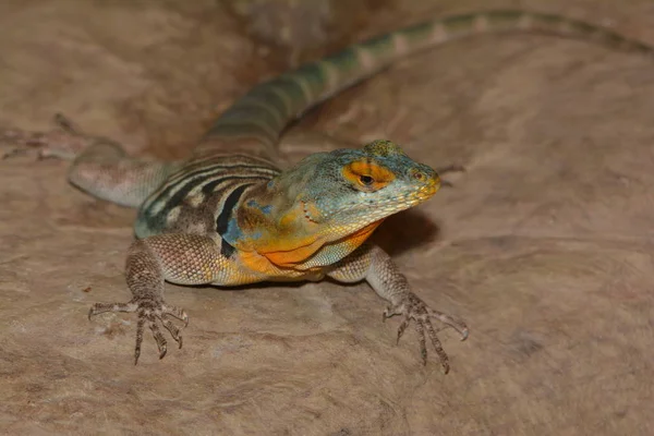 奇异的动物 鬣蜥蜥蜴 — 图库照片