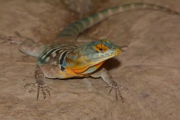 Animale Esotico Lucertola Iguana — Foto Stock