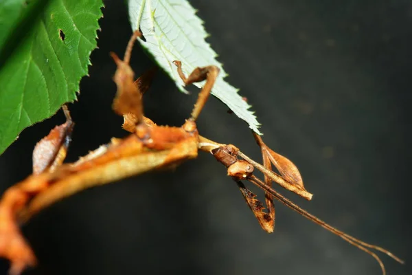 Nahaufnahme Von Wanzen Der Wilden Natur — Stockfoto