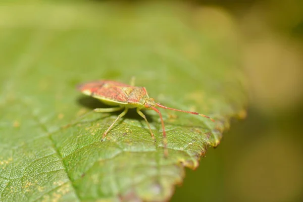 Nahaufnahme Von Wanzen Der Wilden Natur — Stockfoto