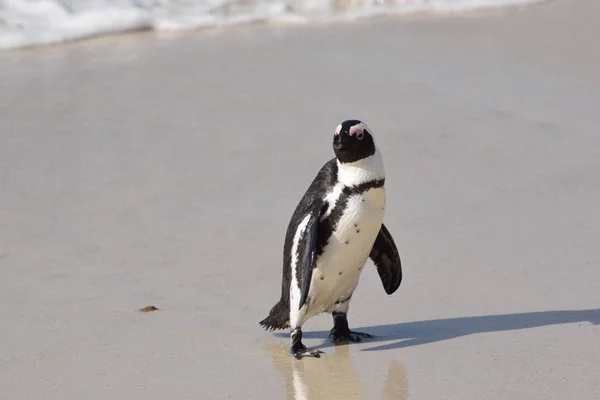 Festői Kilátás Aranyos Pingvin Madarak Természetben — Stock Fotó