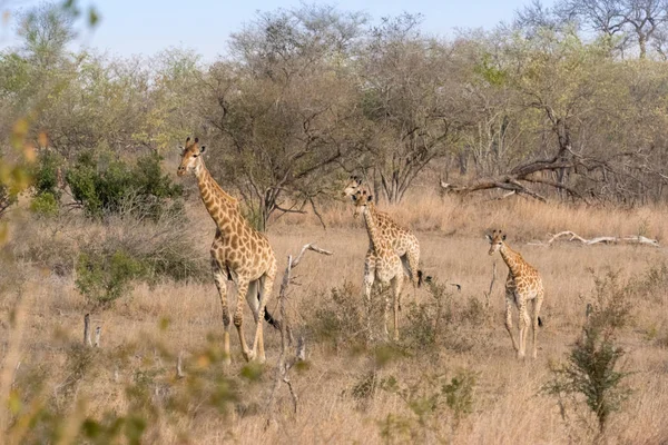 Växtätare Giraffer Savanndjur — Stockfoto
