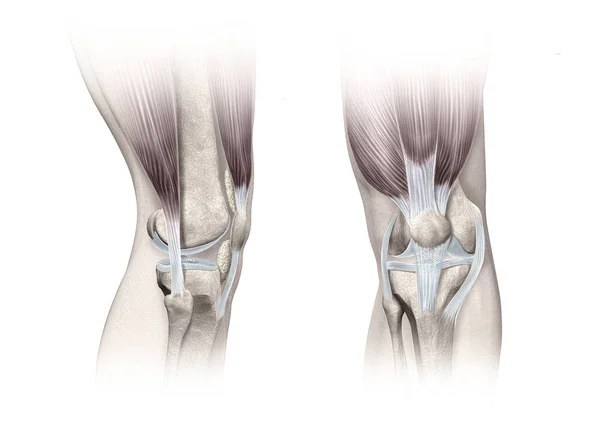 Anatomické Barevné Ilustrace Koncept — Stock fotografie