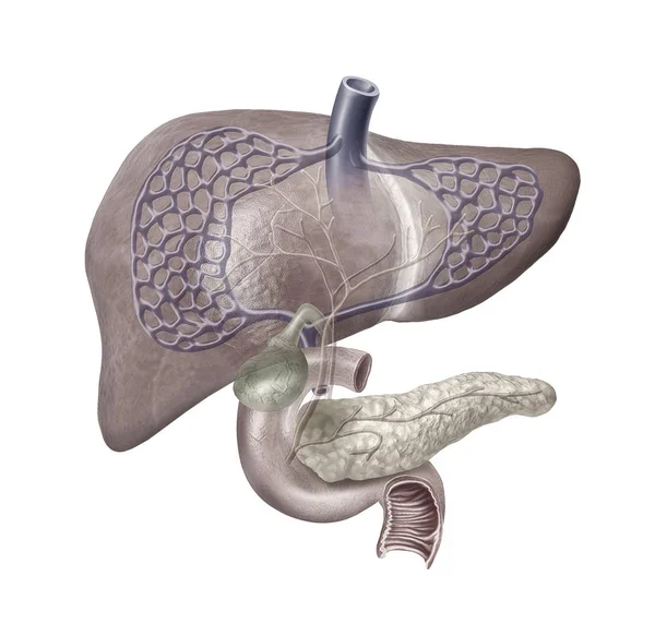 Corte Sistema Hepático Humano Com Pâncreas Duodeno Vesícula Biliar Veias — Fotografia de Stock
