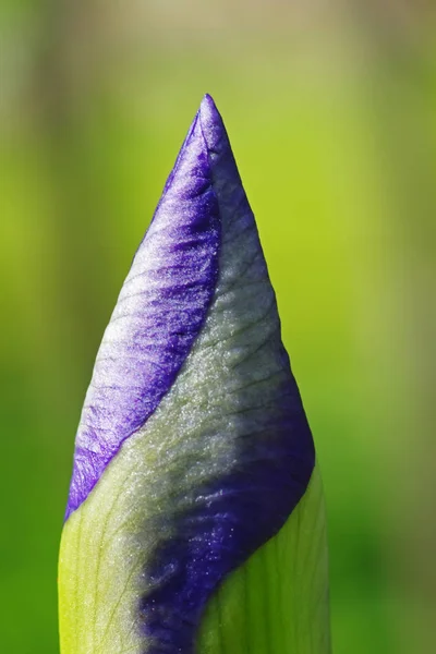 Capullo Flores Iris Barbudo —  Fotos de Stock