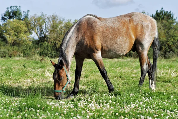 Προφίλ Καφέ Άλογο Equus Caballus Βόσκηση Στο Πράσινο Λιβάδι Χόρτο — Φωτογραφία Αρχείου