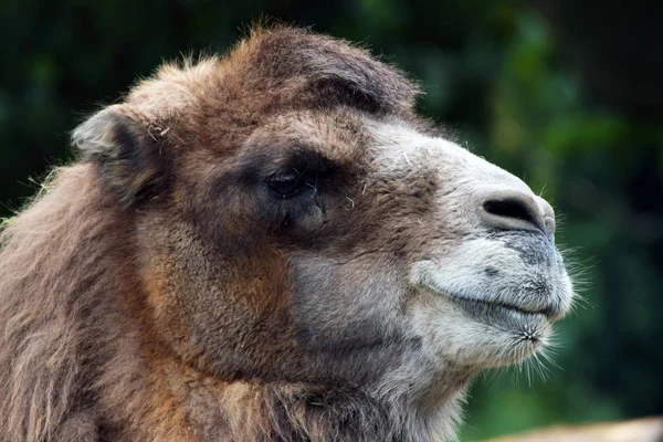 Cammello Arabo Animale Mammifero — Foto Stock