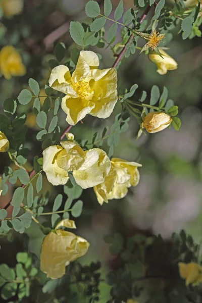 Bellissimi Fiori Sfondo Concetto Floreale — Foto Stock