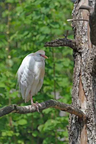 Vue Panoramique Oiseau Héron Nature — Photo