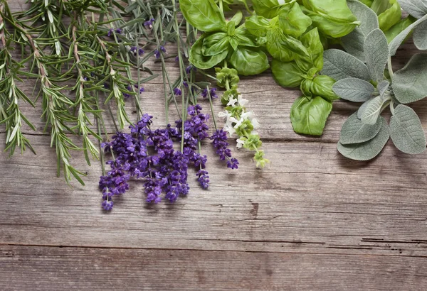 Rozemarijn Lavendel Basilicum Salie — Stockfoto