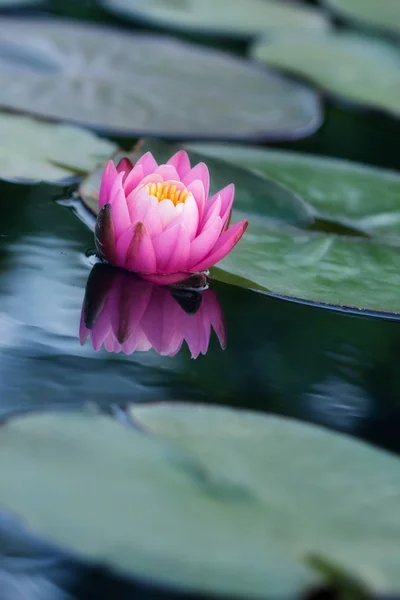 lotus flower banner background vertical