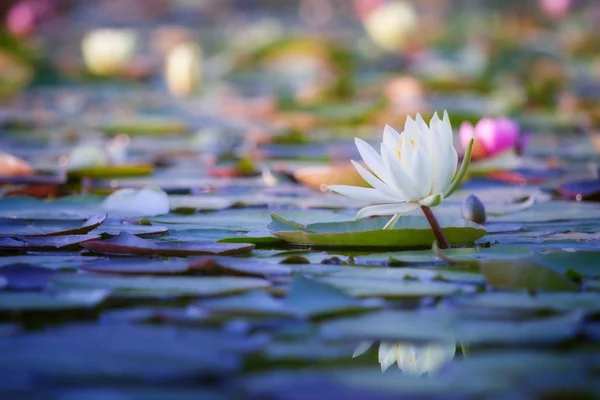 Lotus Water Lily Flower Petals Aquatic Plant — Stock Photo, Image