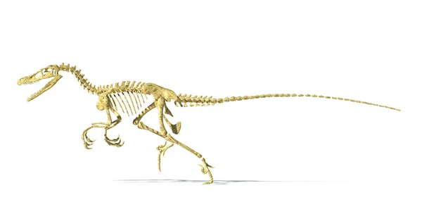 Dinosaure Vélociraptor Squelette Complet Scientifiquement Correct Vue Côté Avec Ombre — Photo