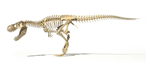 霸王龙的摄影写实主义和科学正确的 完整的骨骼在动态的姿态 侧面的观点 在带有阴影的白色背景上 包含剪切路径 — 图库照片
