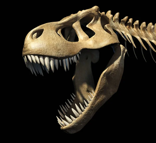 Rex頭蓋骨閉鎖 黒を背景に クリップパスが含まれています — ストック写真
