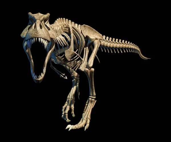 Rex Photo Réaliste Scientifiquement Correct Squelette Complet Pose Dynamique Sur — Photo