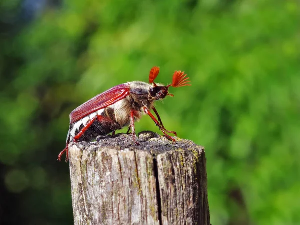 Közeli Ból Barna Hatalmas Cockchafer — Stock Fotó