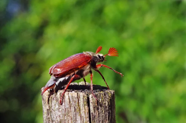 Hormiga Roja Árbol — Foto de Stock