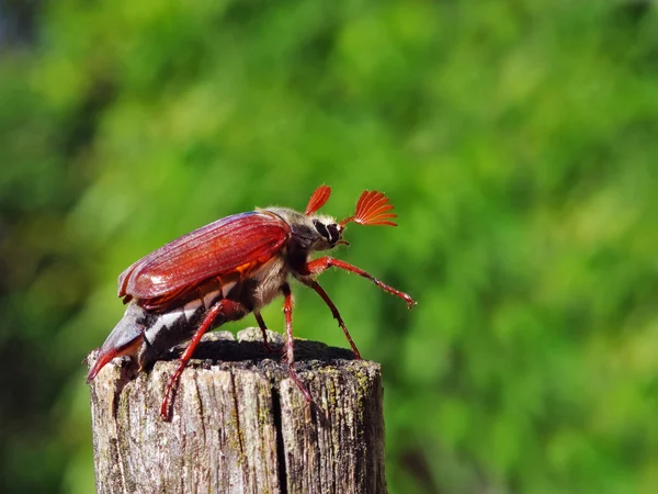Ağaçtaki Kırmızı Karınca — Stok fotoğraf
