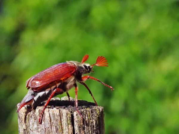 Eine Rote Ameise Auf Einem Baum — Stockfoto
