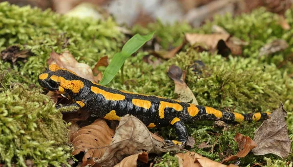 Salamandra Animal Reptiles Lagarto —  Fotos de Stock