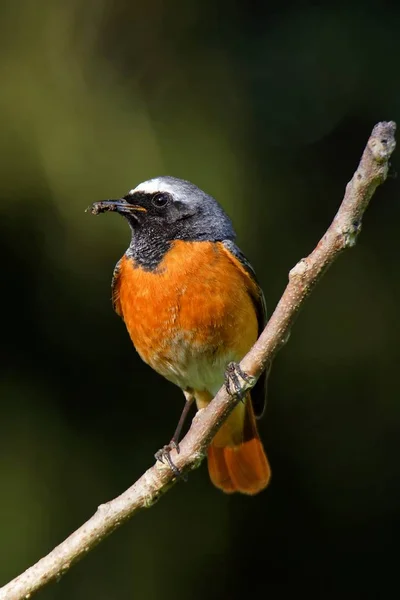 Panoramisch Uitzicht Majestueuze Roodstart Bij Natuur — Stockfoto