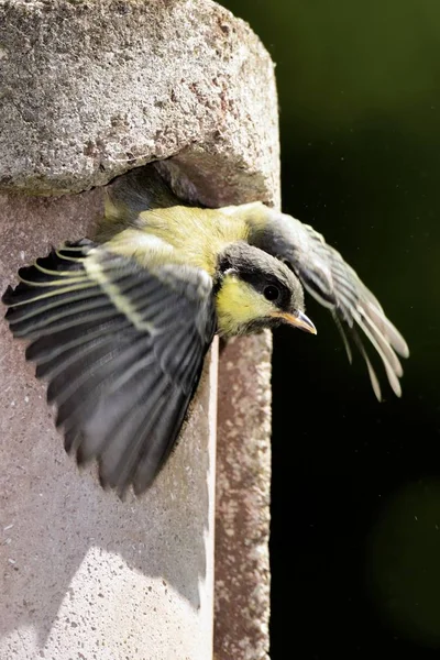 Young Tit Leaves Nest Box — Stockfoto