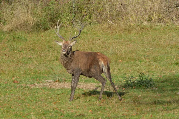 Cervos Pousio Campo — Fotografia de Stock