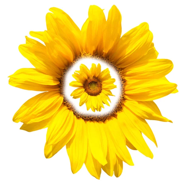 Sárga Napraforgó Virág Faluban Kertben — Stock Fotó