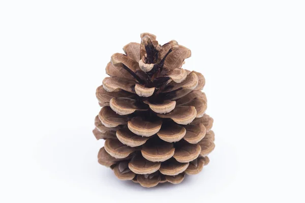 Cone Pinho Flora Cones Árvore — Fotografia de Stock