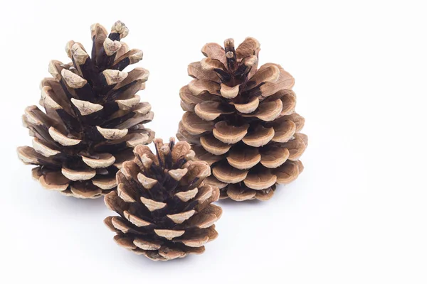 Pine Cone Tree Cones Flora — Stock Photo, Image