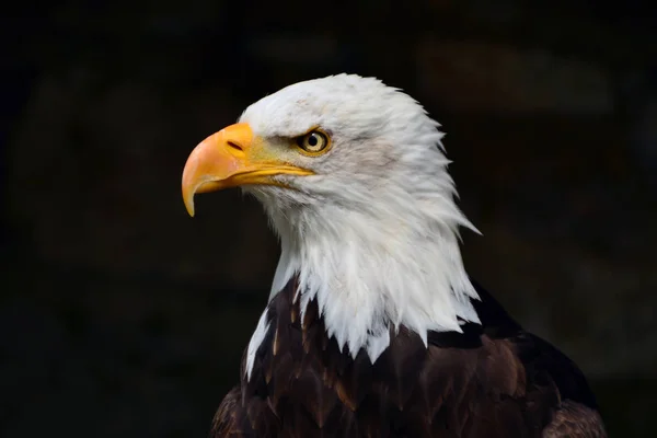 Vista Panorámica Majestuoso Águila Calva Naturaleza Salvaje —  Fotos de Stock