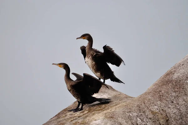 Vista Panoramica Dei Cormorani Uccelli Natura — Foto Stock